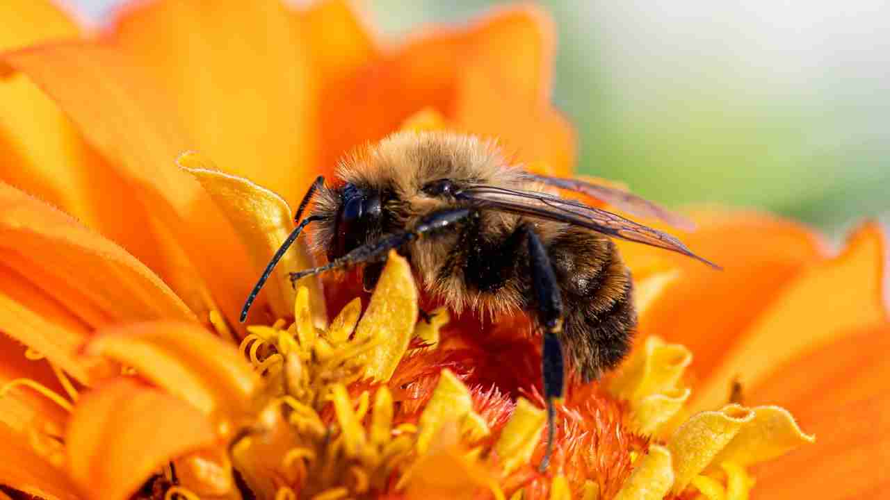 Macro shot of a bee collecting pollen from a vibrant orange flower, showcasing the beauty of nature.