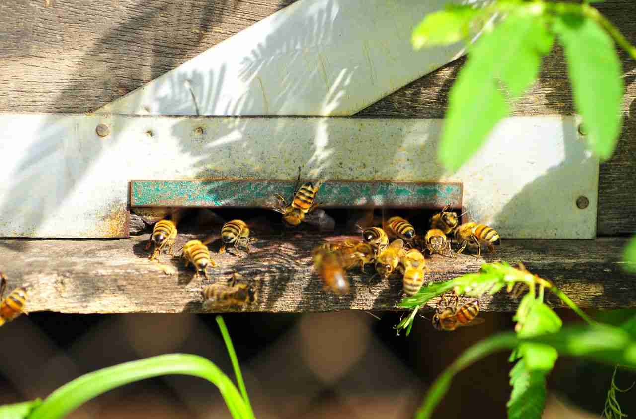 Honey bees swarming at a wooden beehive entrance in summer sunlight.