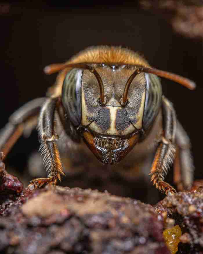 Close-up macro shot capturing the intricate details of a wasp's face in nature.