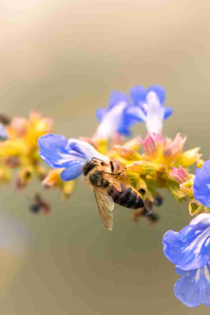 Macro shot of a honeybee collecting nectar from vibrant blue flowers in nature.