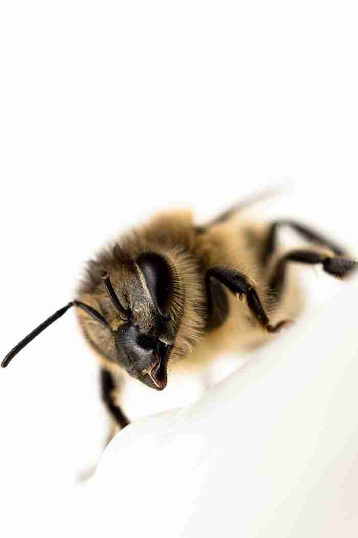 Detailed macro image of a honeybee showcasing its texture and features on a light background.