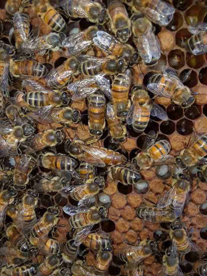 Detailed close-up of bees on a honeycomb, showcasing beekeeping and nature.