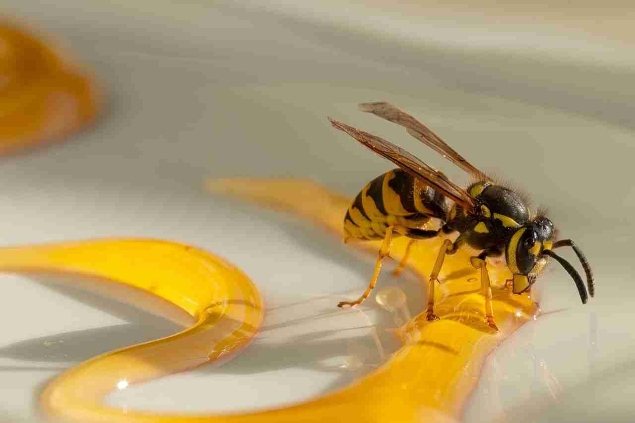 Close-up of a common wasp (Vespula vulgaris) on glossy honey surface.