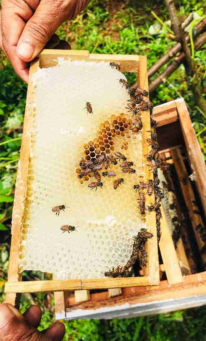 Close-up of bees on a honeycomb frame in a beehive in KL, India, showcasing beekeeping in action.