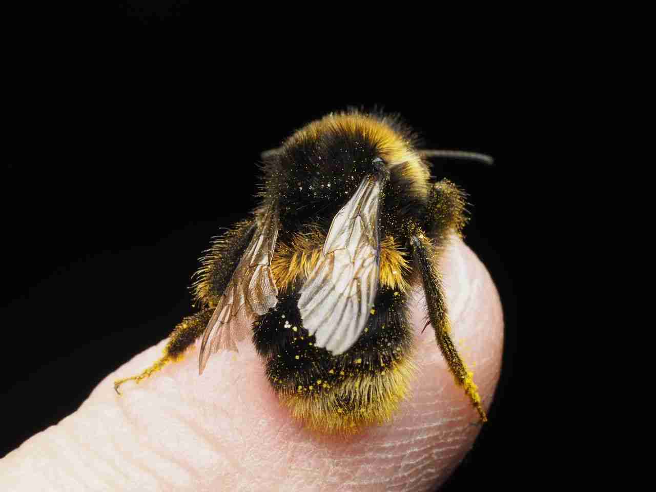 Detailed macro shot of a bumblebee resting on a human finger against a dark background.