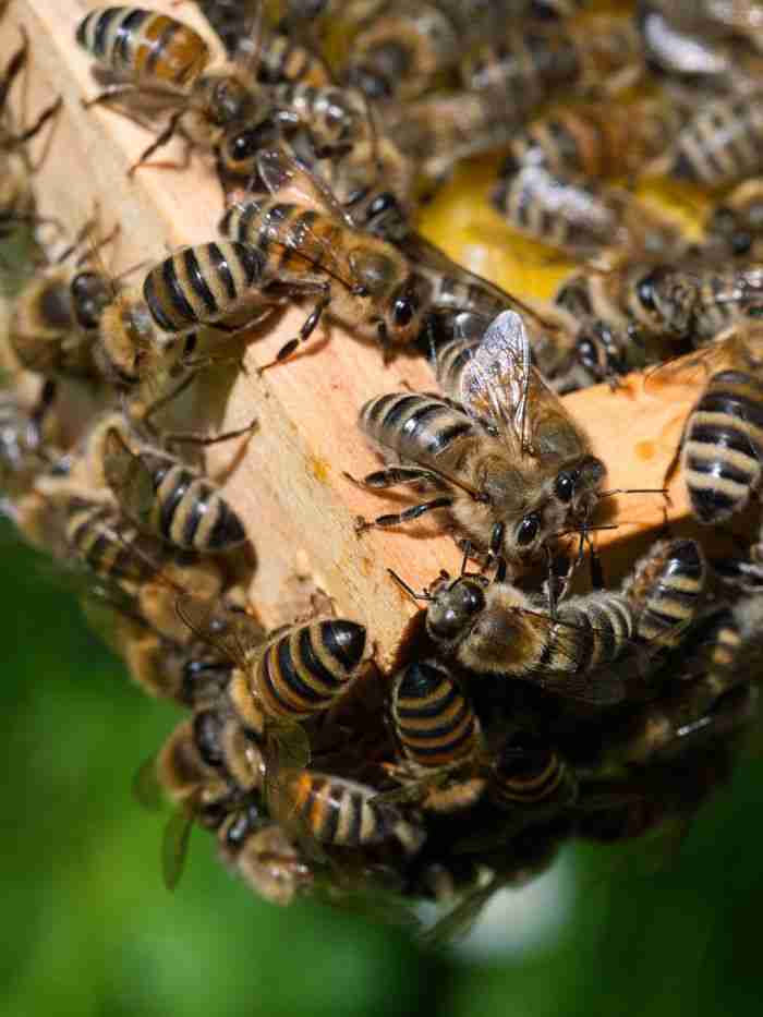 Detailed image of honey bees working on a honeycomb outdoors.