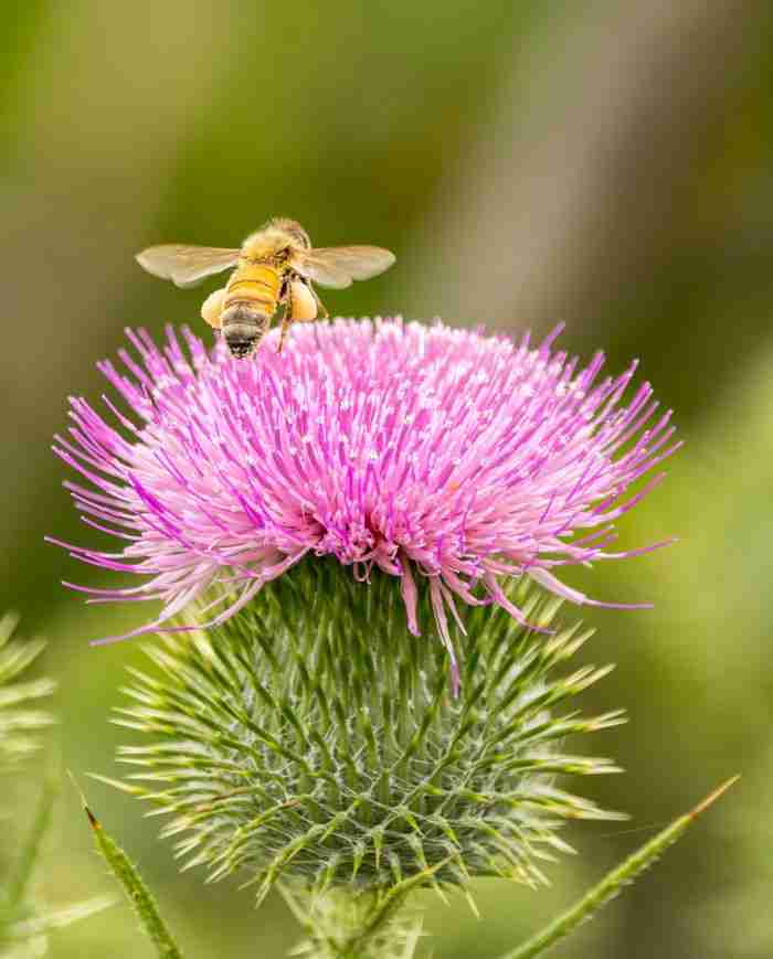 Close-up of a honeybee pollinating a purple thistle flower in Culburra Beach, Australia.
