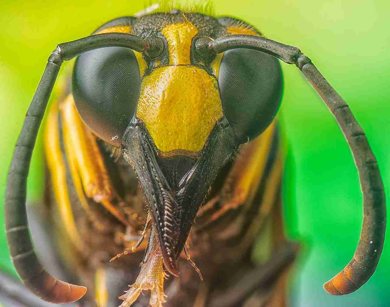 Detailed macro image of a hornet's face, showcasing its vivid colors and intricate features.