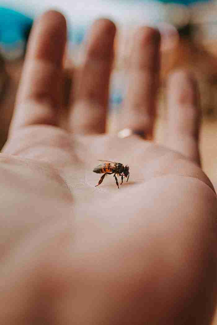 Detailed close-up of a bee resting on a human palm with soft focus background in Guarujá, Brazil.