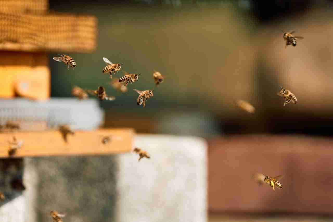 A detailed view of honeybees flying around a beehive, showcasing their natural activity.