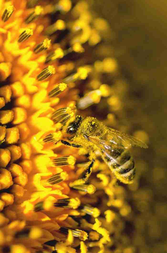 Detailed close-up of a honeybee collecting pollen from a vibrant yellow flower in natural daylight.