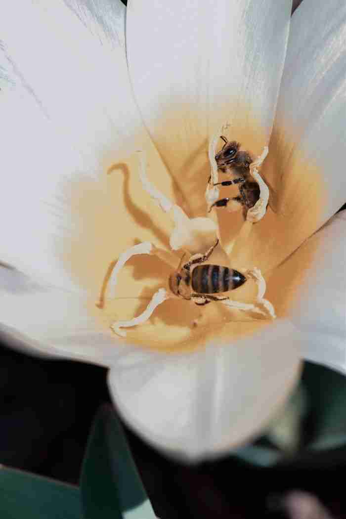 Detailed macro photograph of bees pollinating a delicate white flower in a natural setting.